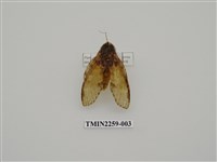 藏品(星內斑舟蛾)的圖片